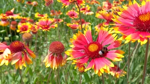 Close-up of bee pollinating gaillardia flower. meadow with colorful flowers Stock Footage 255805664
