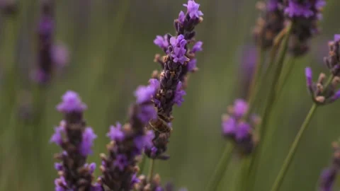 Close Up of Bee Pollinating Lavender Field in Provence France. Incredible S.. Stock Footage 313451736