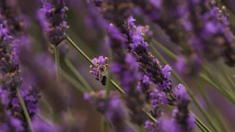 Close Up Bee Pollinating Lavender in Provence France. Incredible Scene Natu.. Stock Footage 313451512