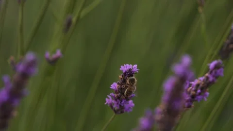 Close Up of Bee Pollinating Natural Lavender Field in Provence France. Incr.. Stock Footage 313451712