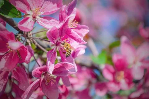 A close-up of a bee pollinating pink apple blossoms on a tree branch in spr.. Stock Photos