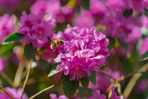 Close-up of a bee pollinating a pink flower Rhododendron 'PJ Mezitt' Stock Photos