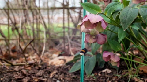 Close-up of a bee pollinating pink flowers in an outdoor garden. Vidéo 332808167
