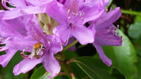 Close-Up of a Bee Pollinating Pink Rhododendron Flower Stock Footage 276598022