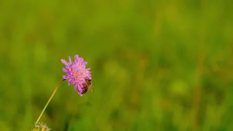 Close-up of a bee pollinating a purple field scabious flower Stock Footage 316638920