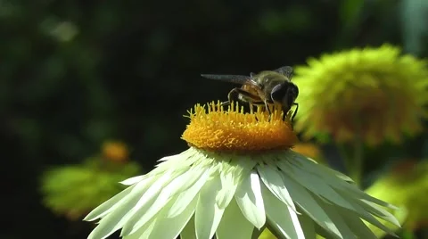 Close up of Bee Pollinating Summer Daisy Flower in Meadow Video stock 48656985
