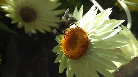 Close-up Bee Pollinating Summer Daisy Flower Stock-Footage 48661759