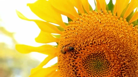Close-up of Bee Pollinating Sunflower Blossom Stock Footage 310375330