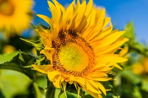 Close-up of a bee pollinating sunflower Stock Photos