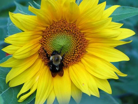 Close up of bee pollinating a sunflower Stock Photos