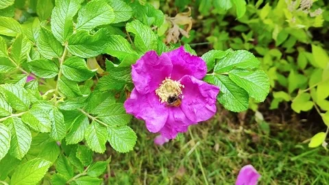 "Close-up of a bee pollinating a vibrant pink rosehip flower in lush greenery" Stock Footage 338409369