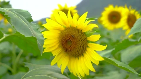 Close up of a bee pollinating a vibrant yellow sunflower in a summer field Stock Footage 341950979