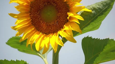 Close up of a bee pollinating a vibrant yellow sunflower in summer Stock Footage 342331228