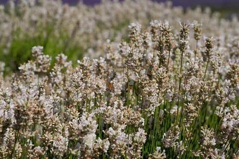 A close-up of a bee pollinating white lavender flowers. Stock Photos