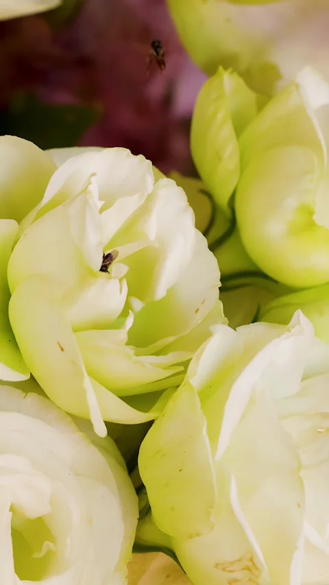 Close Up of Bee Pollinating White Lisianthus Flowers in Market Stock Footage 339513559