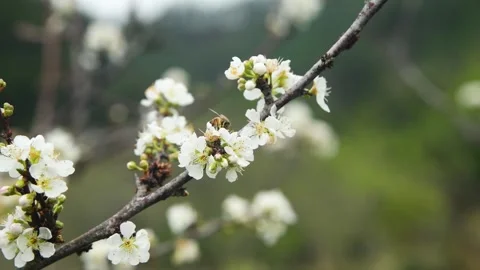 Close up of a bee pollinating white peach blossoms on a tree branch Video stock 342022536
