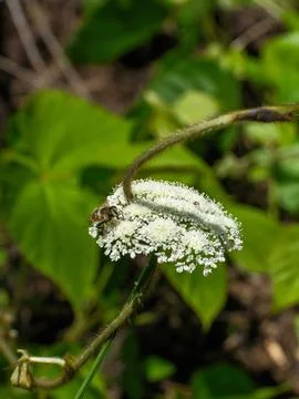 Close up of a bee pollinating a white wild carrot flower Stock Photos