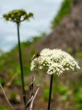 Close up of a bee pollinating a white wild carrot flower Stock-Fotos