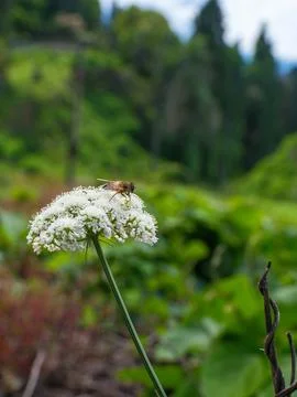 Close up of a bee pollinating a white wild carrot flower Stock-Fotos