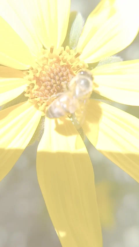 Close-up of a bee pollinating a wild sunflower on a windy day. Cinematic Effect Stock Footage 334859568