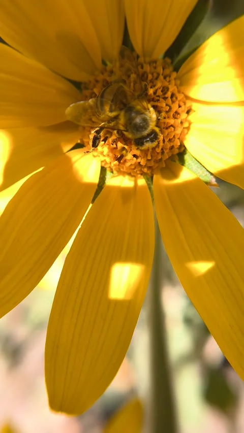 Close-up of a bee pollinating a wild sunflower on a windy day. Stock Footage 334859585