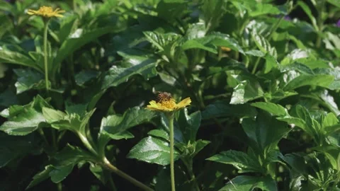 Close-Up of Bee Pollinating Yellow Flower in Lush Green Garden Stock Footage 301244868