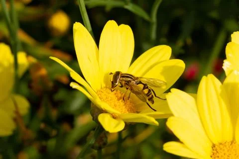 Close-up of bee pollinating a yellow flower. Stock Photos