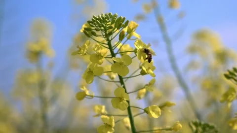 Close up of a bee pollinating yellow rapeseed flowers in a sunny field Stock Footage 342109438