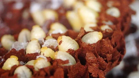 A close-up of a bee PUPA Video stock 97910452