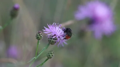 Close-up of a bee on a purple flower with a soft, blurred background Stock Footage 279313341