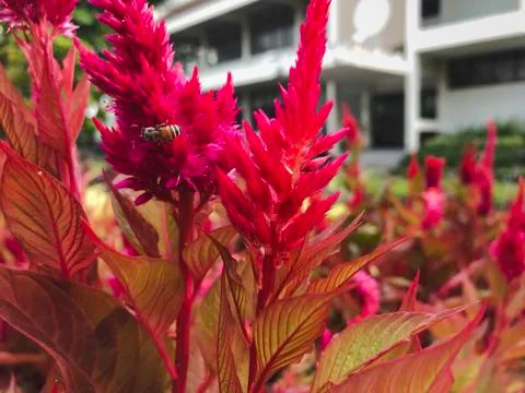 Close up bee on red Celosia Argentea or cockscomb flower Stock Photos