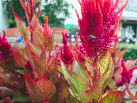 Close up bee on red Celosia Argentea or cockscomb flower Stock Photos