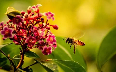 Close up of Bee on Red Flower, macro photography . Stock Photos