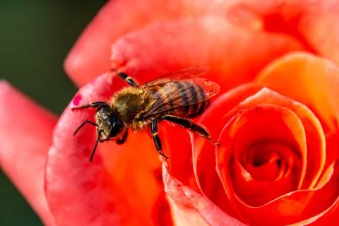 Close-up, bee on a red rose, pollination of a flower Stock Photos