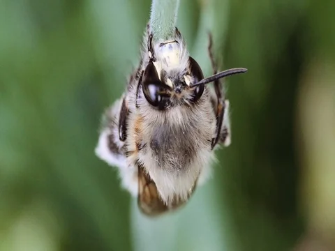 Close up of bee resting Stock Footage 74801181