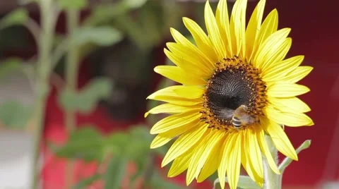 Close up of bee on rich sunflower picking honey Video stock 51925253