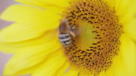 Close up of bee on rich sunflower picking honey Stock Footage 51927008