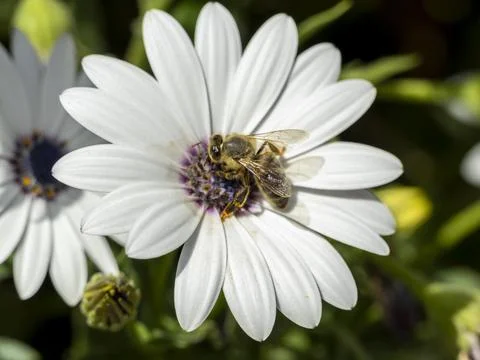 Close-up bee seen from above Stock Photos