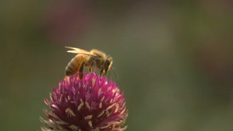 A close-up of a bee sipping nectar from a flower Stock Footage 267468323