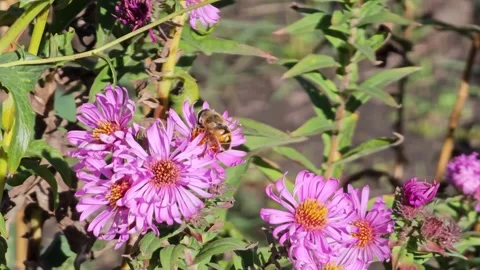 Close-up of a bee sitting on an Aster alpinus collecting honey on a sunny autumn Stock Footage 297629587