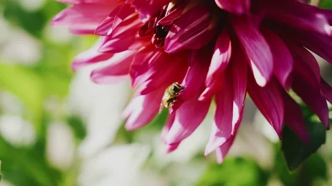Close-up of a bee sitting on a flower. She moves her paws while washing Stock Footage 158861182