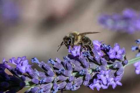 Close-up of bee sitting on lavender Stock Photos