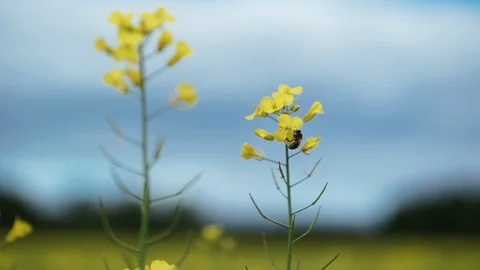 Close-up bee sitting on yellow rapeseed flowers. The background is blurred 스톡 동영상 98105012