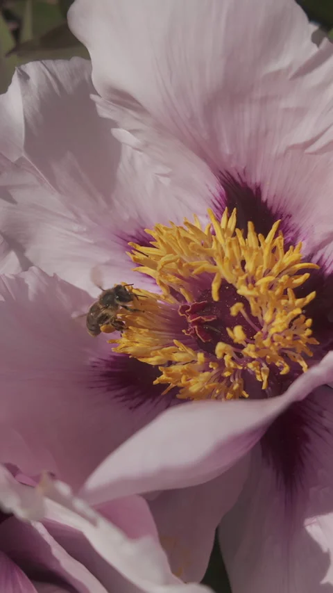 Close up of bee sitting on yellow stamens of pink peony flower Stock Footage 314728580