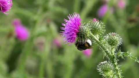 Close up of a bee sleeping on a thistle growing on a meadow, morning dew Stock Footage 79597497