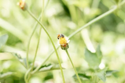 Close up bee on small flower of grass and blur nature background Stock Photos