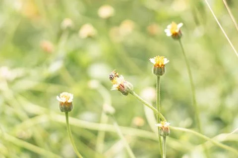 Close up bee on small flower of grass and blur nature background Stock Photos