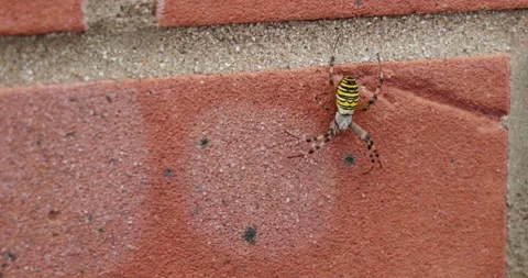 Close Up Of Bee Spider On Wall Stock Footage 205886111