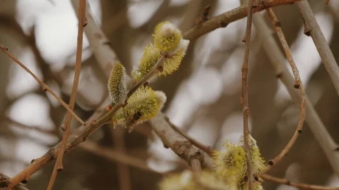 Close-up of a bee on a spring tree Stock Footage 106467756