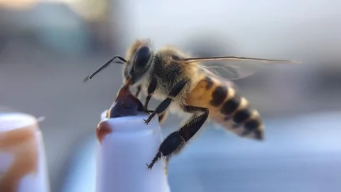 Close up bee sucking chocolate syrup Stock Footage 125181302